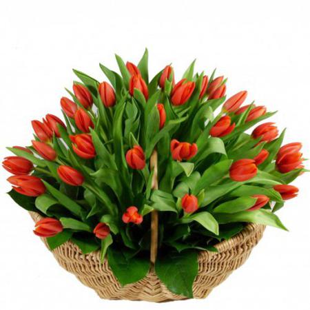 Корзина из 101 красного тюльпана «Начало весны»